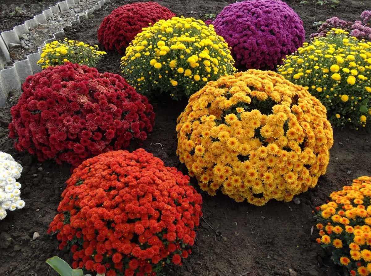 Как зимует хризантема мультифлора. Как зимует хризантема мультифлора
