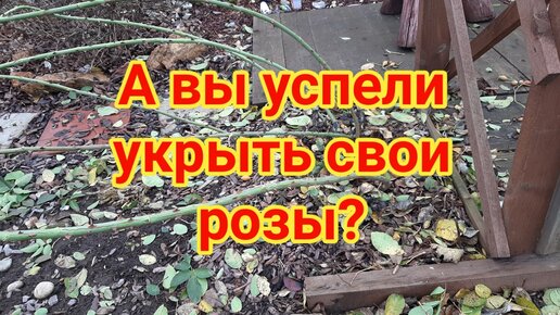 А вы успели укрыть свои розы