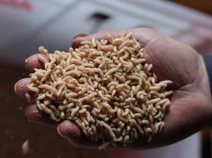     Личинки зеленой мясной мухи. Фото: Красноярский научный центр СО РАН.