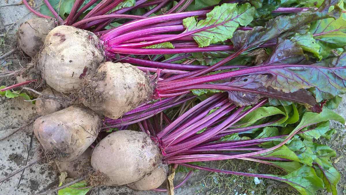 Сбор урожая