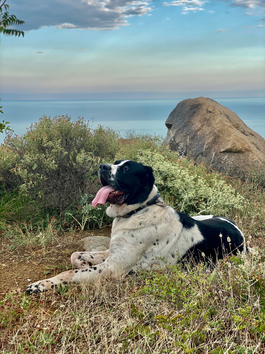 Луций Септимий Север, среднеазиатская овчарка. Кличка Сева. На охране брегов Тавриды. Август 2022 года. 