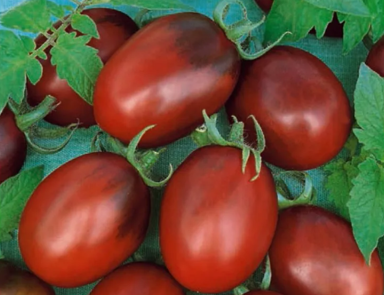 Де Барао ЧЕРНЫЙ (источник: Яндекс картинки)