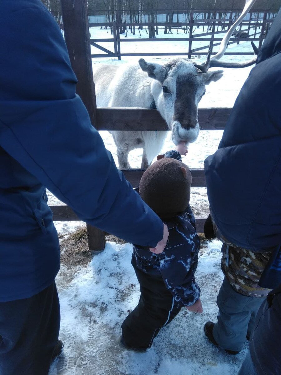 Оленья ферма "Северный олень"