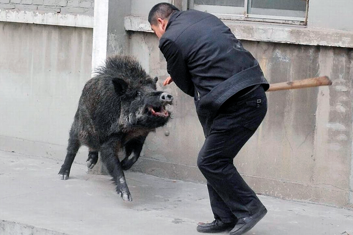 Кабан бита. Кабан бита. Несчастный кабан. Кабан бита. Охота кабана охота кабанов.