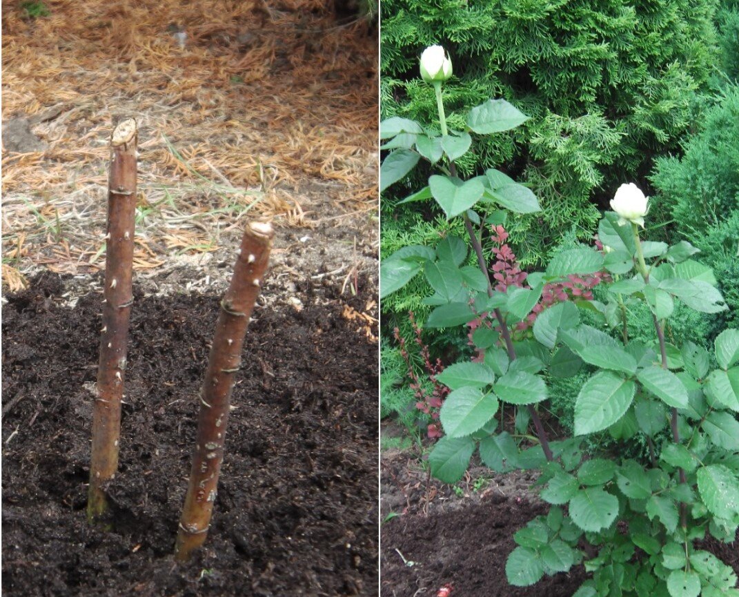Подмерзшая чайно-гибридная роза. Три месяца спустя. Фото автора