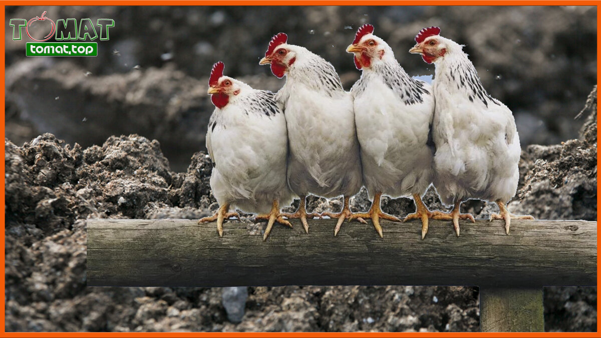 Куриный помёт