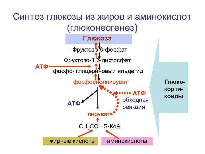 Синтез углеводов и белка