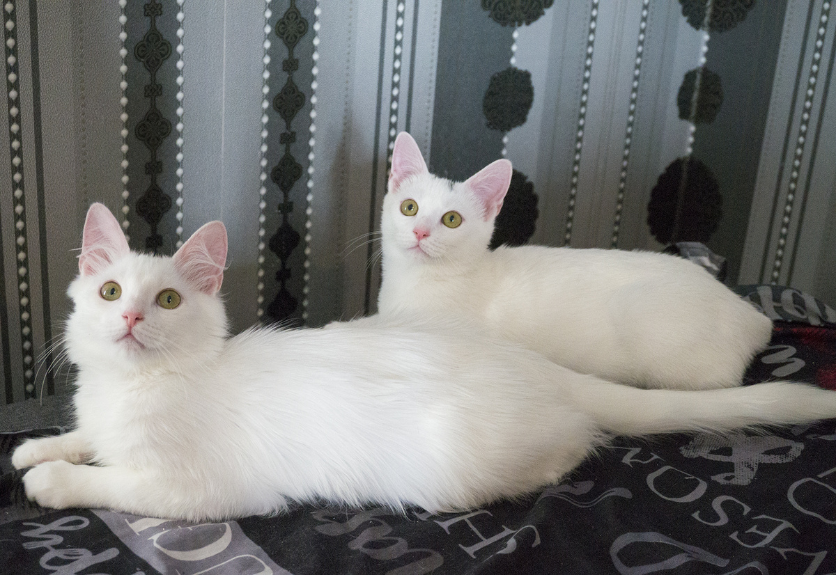 Фотография котят для пристройства. Сделана автором