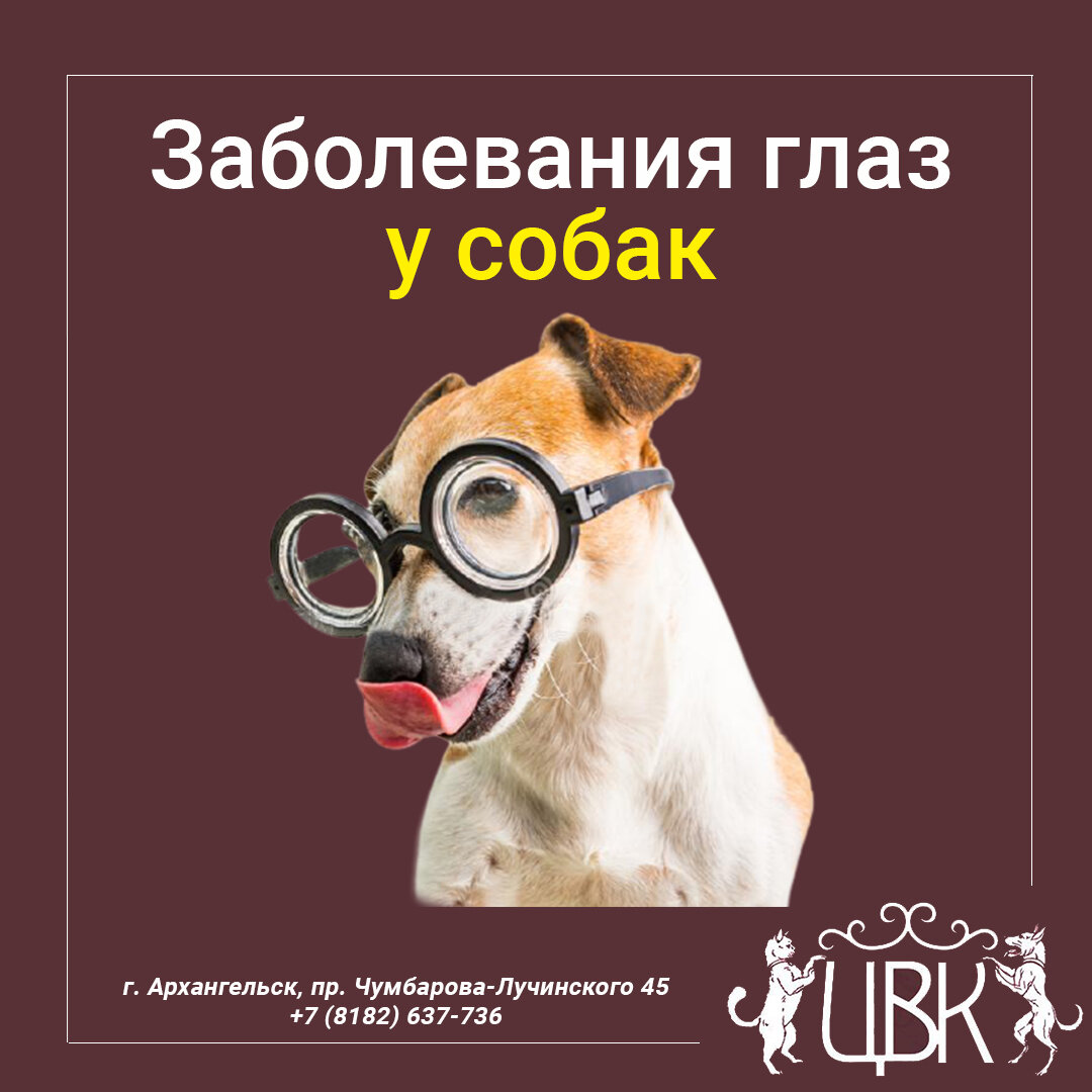 Глазные болезни у собак
