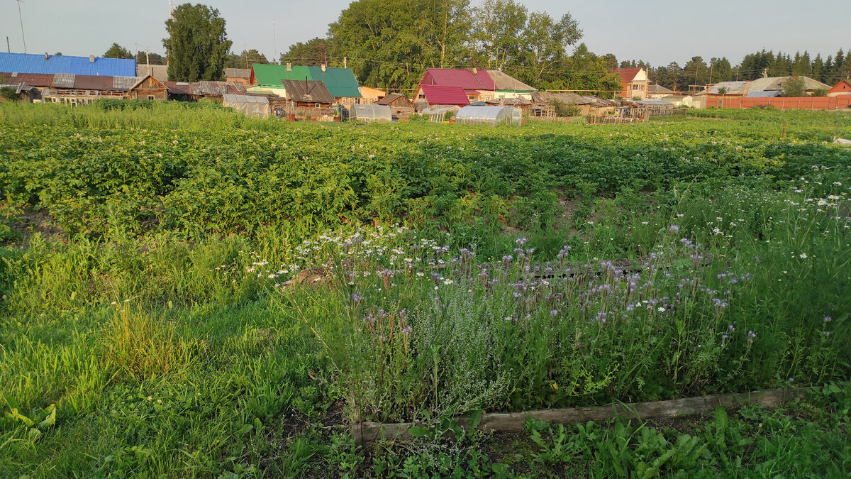 Больше всего мошек появляется, когда пора окучивать картошку. Фото автора