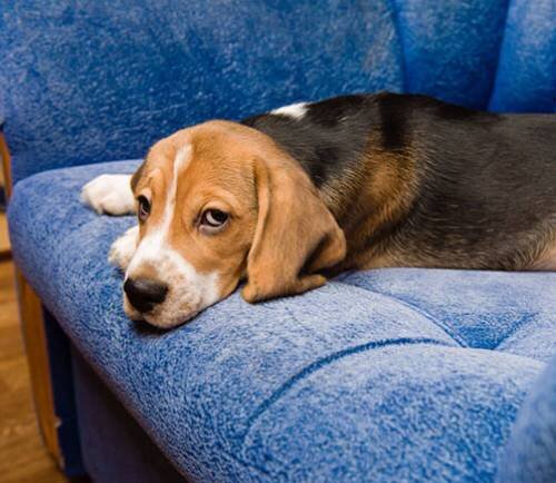 Листериоз у собак: причины, симптомы и лечение