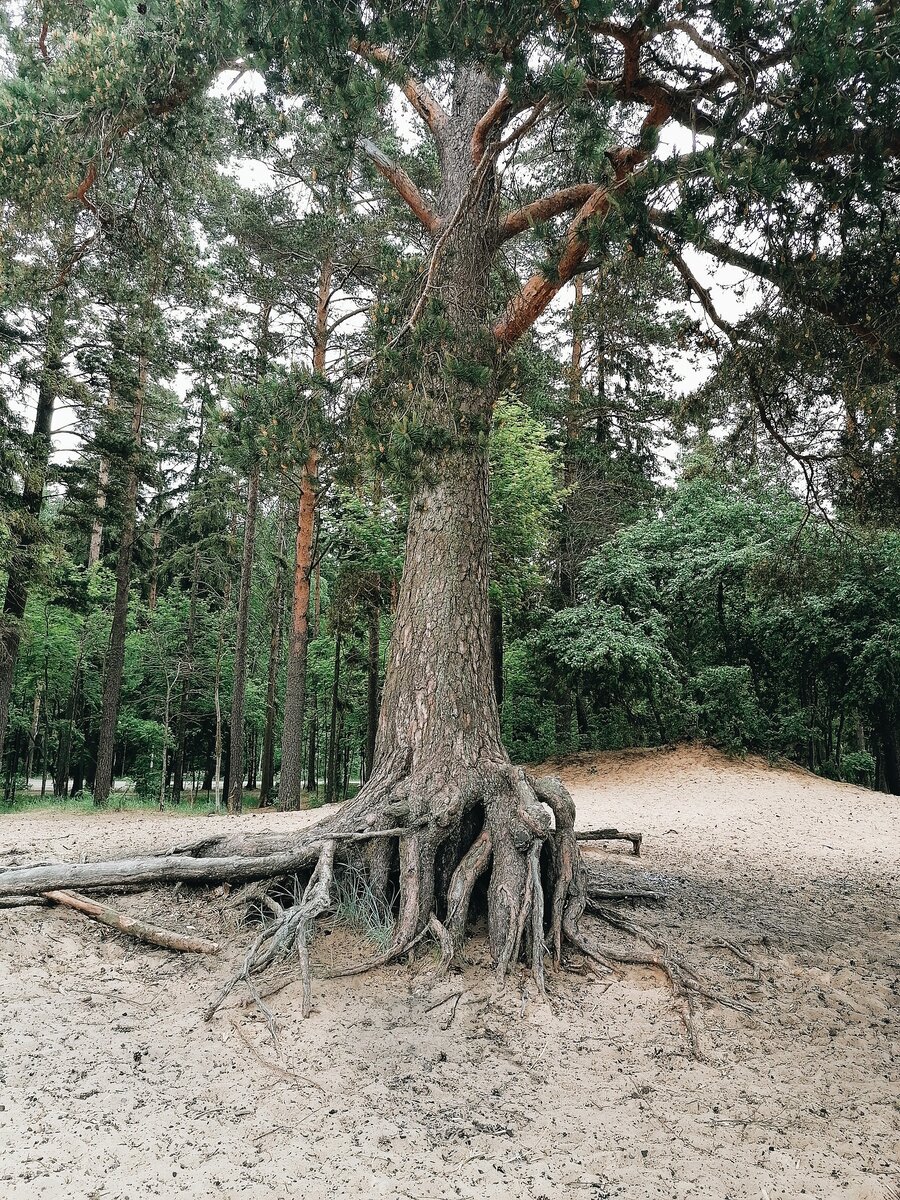 Красоты природы п. Комарово