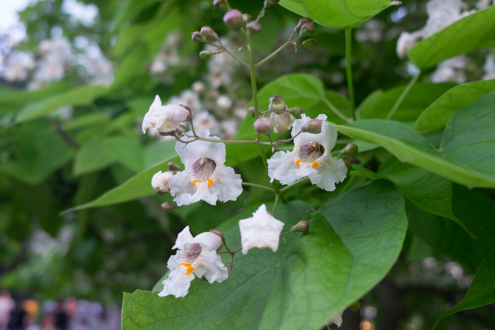 Дерево катальпа