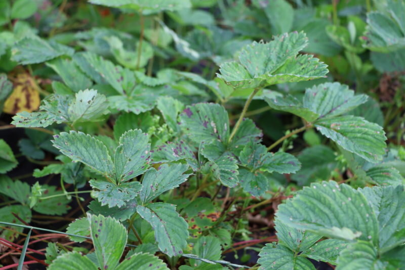 Клубника. Иллюстрация для статьи используется по стандартной лицензии ©ofazende.com