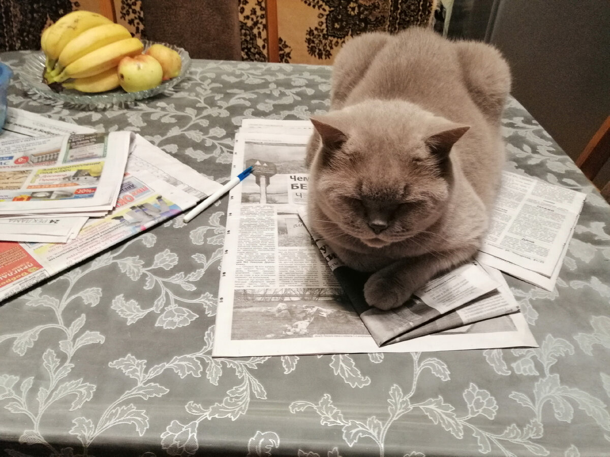 Вот вам живой пример. Он упрямый и злопамятный. Его если только как ребенка отвлечь, переключить внимание. Лишь вниманием и добротой можно сладить с этим котом. Насильственные методы не работают вовсе. Вот так, мы его, а он нас...