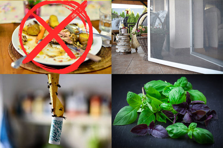 Как бороться с мухами