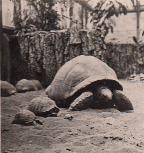 "London Zoo. Tortoises", J. Dearden Holmes, 1920's