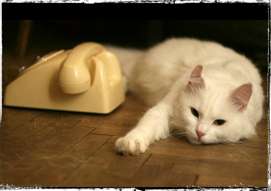 Скука прошла. Кот ждет звонка. Котик ждет звонка. Котик с телефоном. Котик с телефонной трубкой.