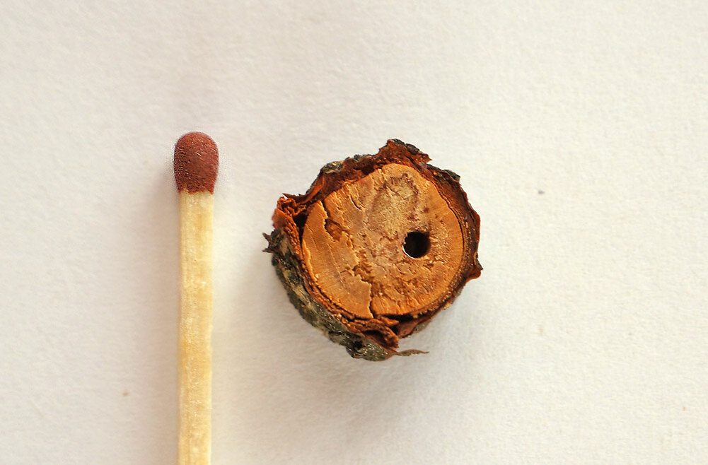 Срез поврежденной ветки. Фото автора