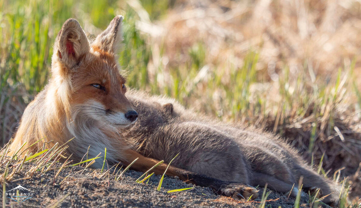 Пенелопа кормит лисят. Автор фото: Дмитрий Шпиленок