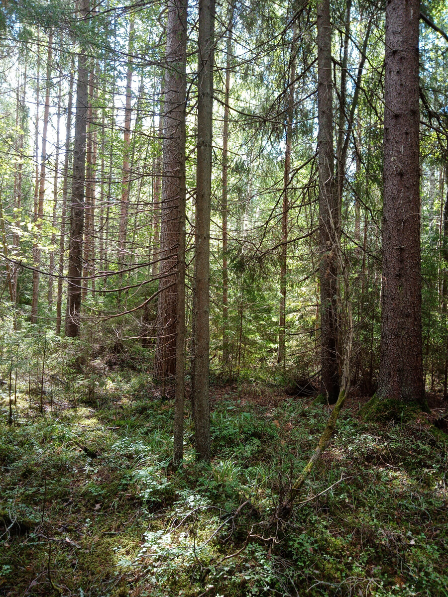 Лес в августе.