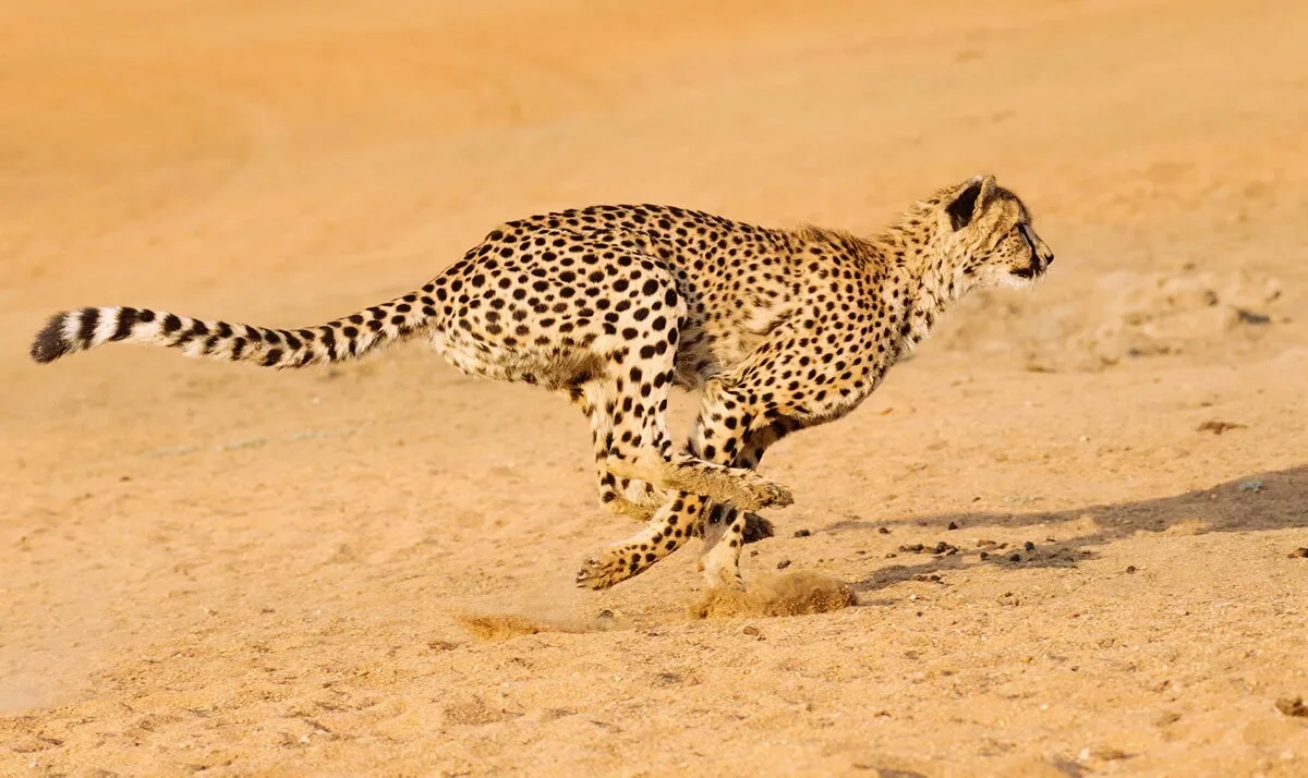 Пища гепарда. Acinonyx jubatus Rex. Хвост гепарда. Египетский гепард. Максимальная скорость гепарда.