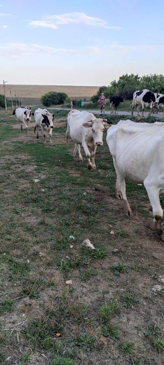 Кормилицы деревни