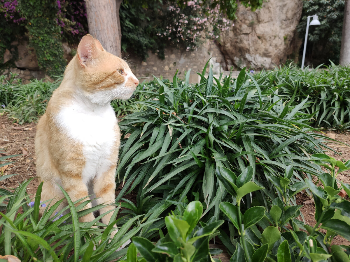 Уличные кошки в Старом городе Анталии. Личный архив