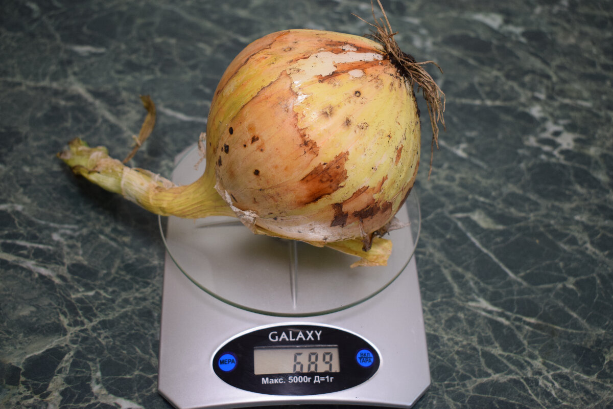 вес луковицы сорт Эскибишен(фото автора)2021