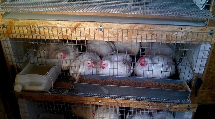 клетка для кур мясного направления 