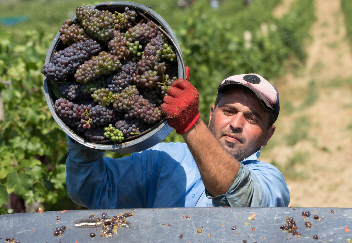 В 2021 году классическими европейскими сортами на Дону занято порядка 2,2 тыс. га. Автохтонные сорта возделываются на 330 га, но их доля стремительно растет, сообщили мне в местном минсельхозе. | Фото ТАСС.
