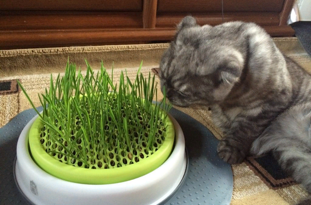Кошачья трава. Травка для кошек. Выращивать траву для кошек. Овес для котов. Посадить дома траву