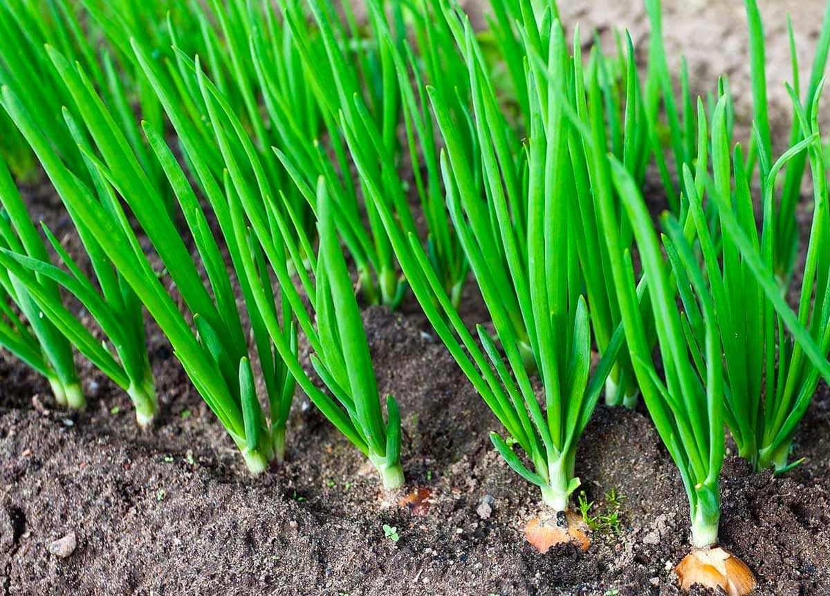 фото взято из яндекс картинки