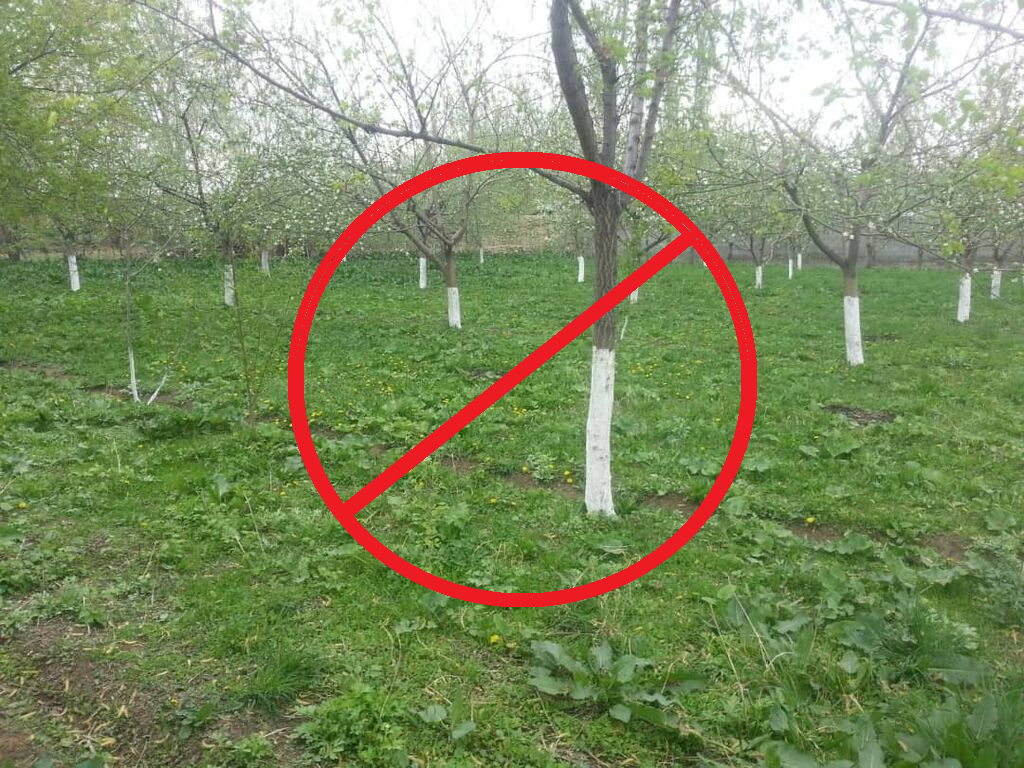 Помазали кистью вокруг ствола и думаем, что побелили! Это неверно и только 1 из 10 садоводов белит деревья правильно. Объясняю0