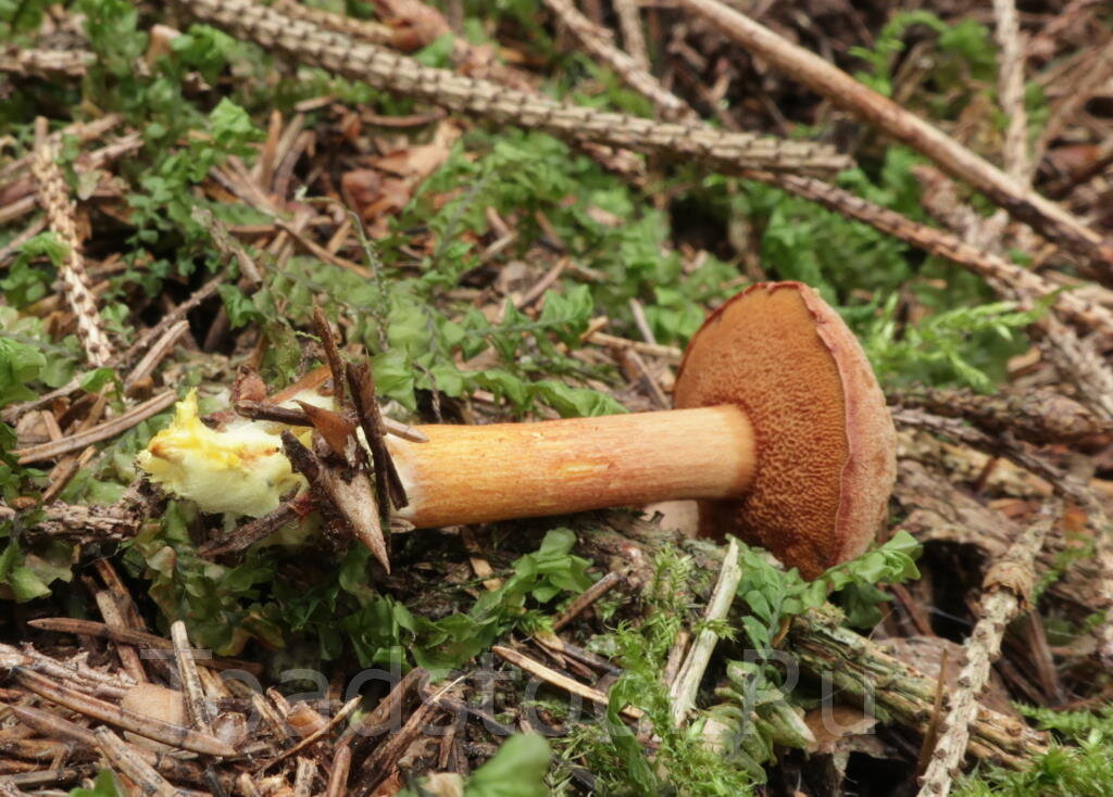 Обратите внимание на желтый мицелий в основании ноги. Типично! (фото И.Лебединского)