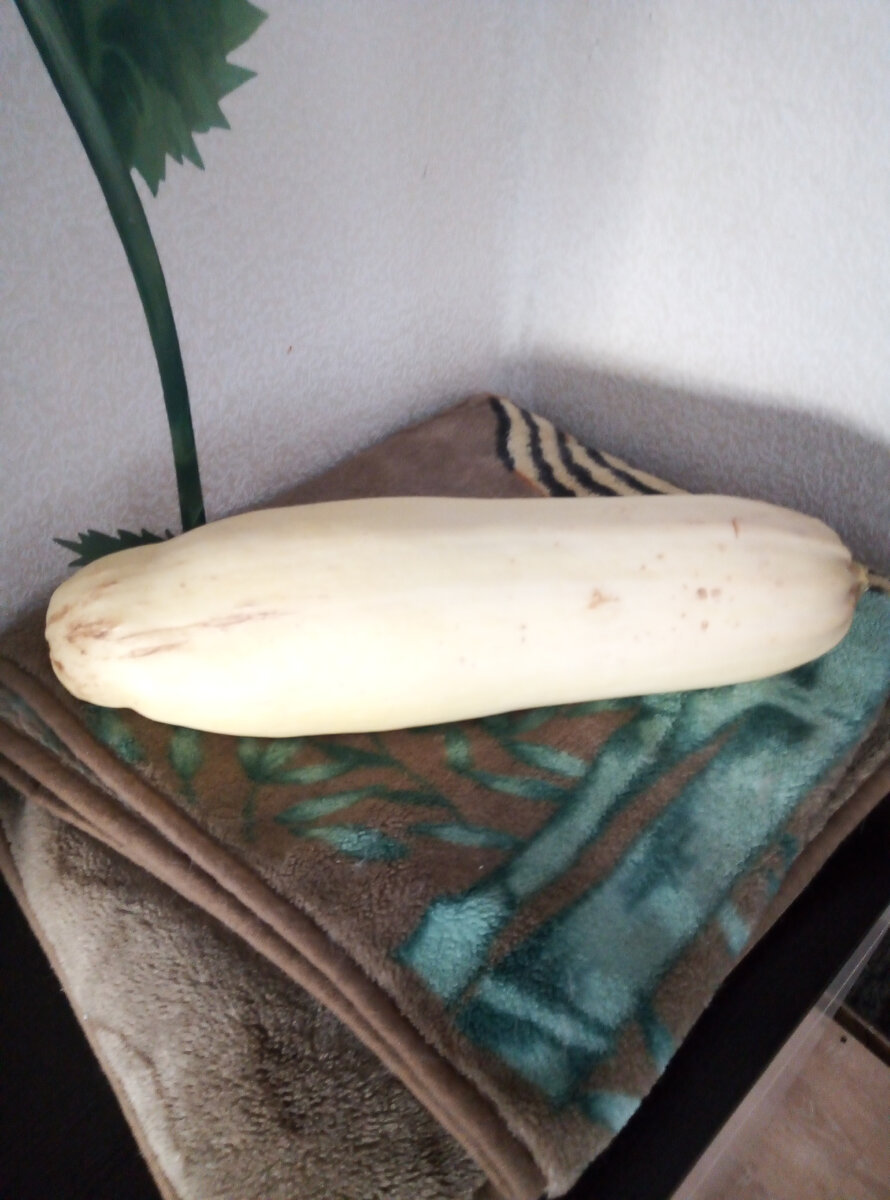 Вот и  наш кабачок-  красавчик! 