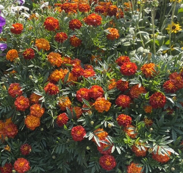 МОИ ЛЮБИМЦЫ