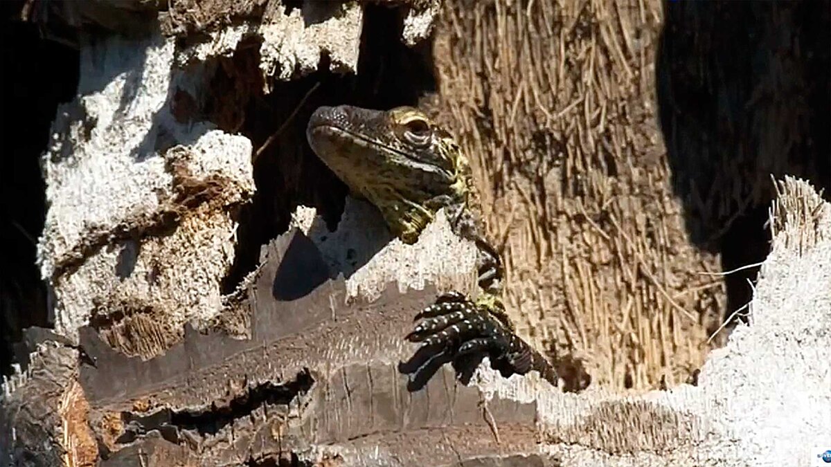 И не мечтайте меня сожрать! Я комодский дракон. Не достанете