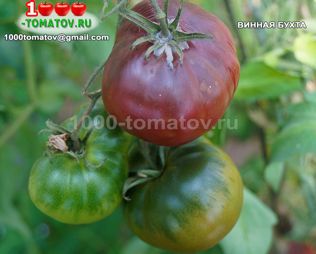 Томат Винная бухта фото 2