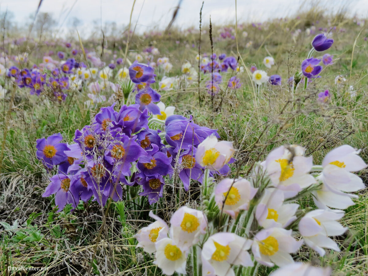 Сон-трава в середине апреля на границе с Казахстаном.