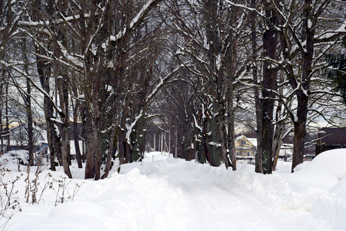 Аллеи старинных деревьев