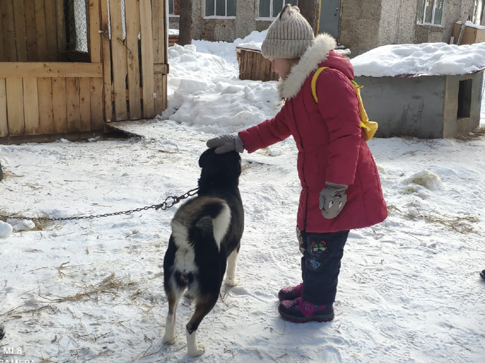 Погладить собаку это тоже проявление доброты. Уточняем: учите пожалуйста своих детей, что чужих собак гладить можно ТОЛЬКО с разрешения хозяев. Бездомных собак самостоятельно гладить нельзя! Их можно гладить, только под контролем родителей и если бездомная собака вам известна. 
