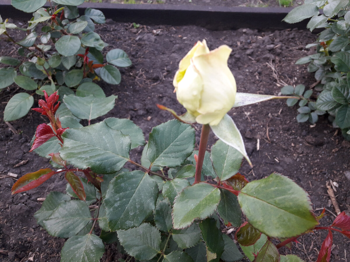 21 июня 2020 г, 