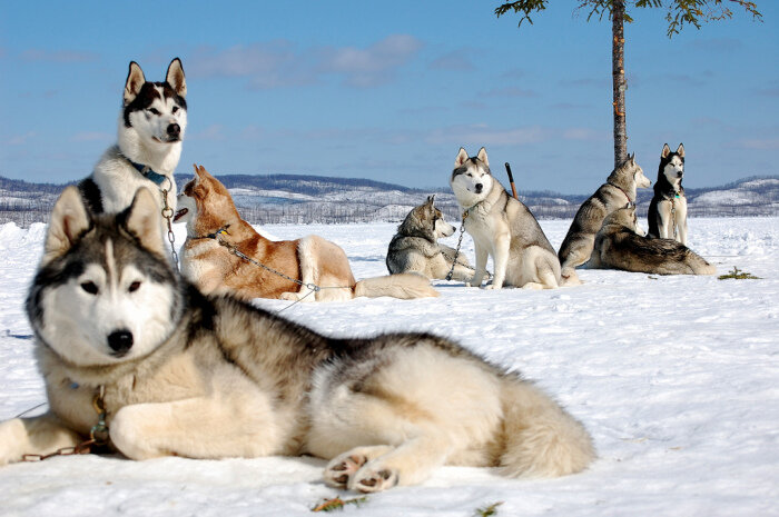 Изначально прародители Хаски проживали в восточной части Сибири на Дальнем Востоке / Фото: 4tololo.ru