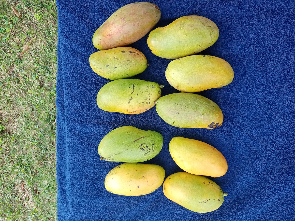 доминиканские манго