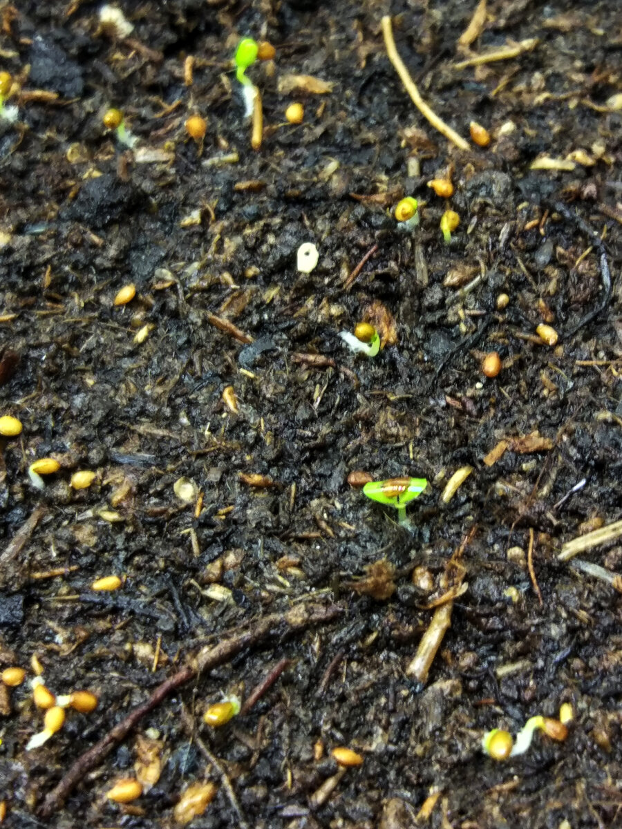 Начинают проклевываться семена земляники