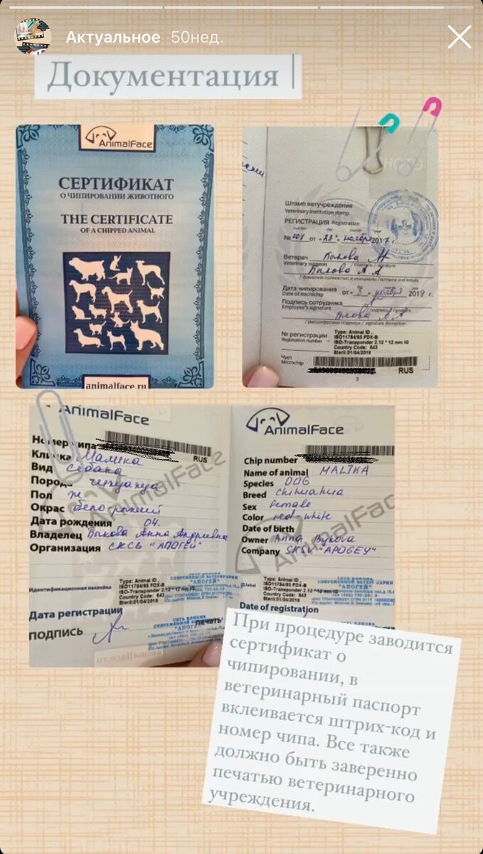 Личные документы собаки автора. Номер в целях безопасности закрасила. 