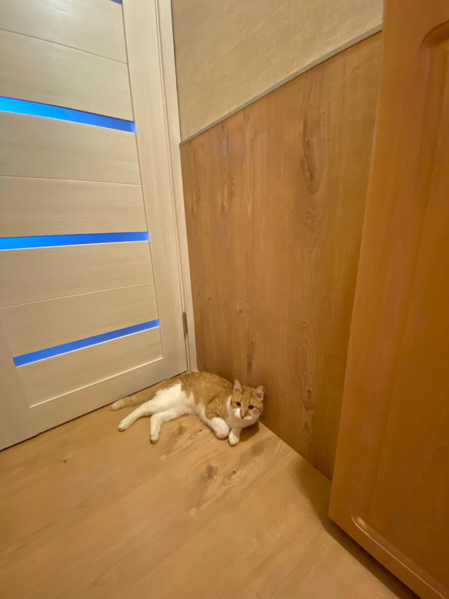 Не сказать, что это ремонт моей мечты, но ламинат на стенах свою функцию выполняет. Двери оказались не очень котоустойчивыми. Но и стоили они недорого.