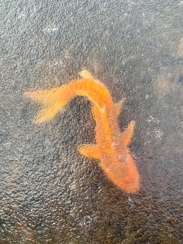 Источник: https://www.reddit.com/r/mildlyinteresting/comments/smd6x1/this_fish_frozen_in_a_pond