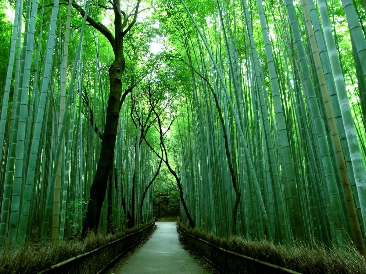 Бамбуковая роща Арасияма (Arashiyama Bamboo Forest) также известна под названием бамбуковый лес Сагано является популярным туристическим местом. Расположена бамбуковая роща на западе города Киото в районе Арасияма. Это исторический район города со множеством достопримечательностей.